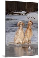 English Setters-Lynn M^ Stone-Mounted Premium Photographic Print