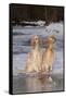 English Setters-Lynn M^ Stone-Framed Stretched Canvas