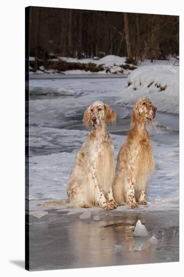 English Setters-Lynn M^ Stone-Stretched Canvas