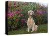 English Setters-Lynn M^ Stone-Stretched Canvas