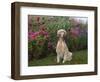 English Setters-Lynn M^ Stone-Framed Photographic Print