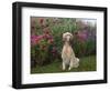 English Setters-Lynn M^ Stone-Framed Photographic Print