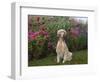 English Setters-Lynn M^ Stone-Framed Photographic Print