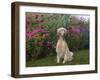 English Setters-Lynn M^ Stone-Framed Photographic Print