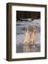 English Setters-Lynn M^ Stone-Framed Photographic Print