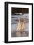 English Setters-Lynn M^ Stone-Framed Photographic Print