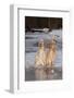 English Setters-Lynn M^ Stone-Framed Photographic Print