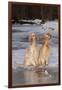 English Setters-Lynn M^ Stone-Framed Photographic Print