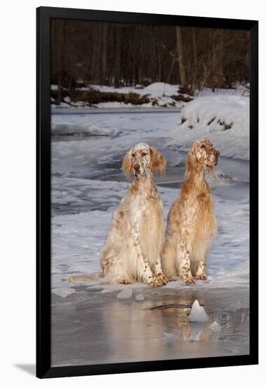 English Setters-Lynn M^ Stone-Framed Photographic Print