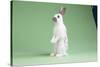 English Spot Rabbit-Lynn M^ Stone-Stretched Canvas