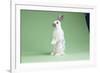 English Spot Rabbit-Lynn M^ Stone-Framed Photographic Print