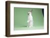 English Spot Rabbit-Lynn M^ Stone-Framed Photographic Print