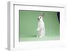 English Spot Rabbit-Lynn M^ Stone-Framed Photographic Print