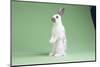 English Spot Rabbit-Lynn M^ Stone-Mounted Photographic Print