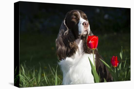 English Spring Spaniel (Show Type) in Spring, Marengo, Illinois, USA-Lynn M^ Stone-Stretched Canvas