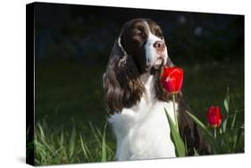 English Spring Spaniel (Show Type) in Spring, Marengo, Illinois, USA-Lynn M^ Stone-Stretched Canvas