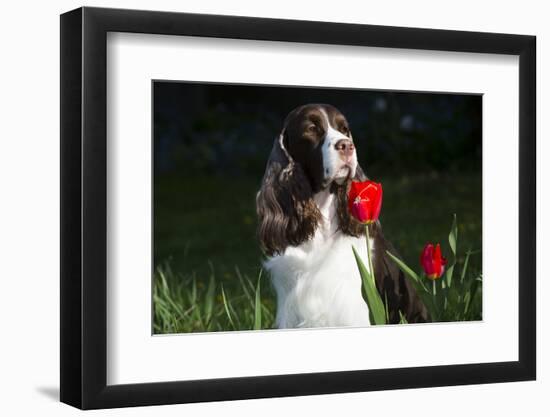 English Spring Spaniel (Show Type) in Spring, Marengo, Illinois, USA-Lynn M^ Stone-Framed Photographic Print