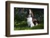 English Spring Spaniel (Show Type) in Spring, Marengo, Illinois, USA-Lynn M^ Stone-Framed Photographic Print