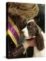 English Springer Spaniel after Winning Best in Show at the 131st Westminster Dog Show in New York-null-Stretched Canvas