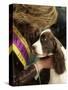 English Springer Spaniel after Winning Best in Show at the 131st Westminster Dog Show in New York-null-Stretched Canvas