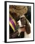 English Springer Spaniel after Winning Best in Show at the 131st Westminster Dog Show in New York-null-Framed Photographic Print