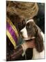 English Springer Spaniel after Winning Best in Show at the 131st Westminster Dog Show in New York-null-Mounted Photographic Print