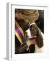 English Springer Spaniel after Winning Best in Show at the 131st Westminster Dog Show in New York-null-Framed Photographic Print