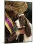 English Springer Spaniel after Winning Best in Show at the 131st Westminster Dog Show in New York-null-Mounted Photographic Print