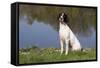 English Springer Spaniel at Edge of Pond and Reflections of Spring Foliage, Harvard-Lynn M^ Stone-Framed Stretched Canvas