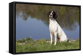 English Springer Spaniel at Edge of Pond and Reflections of Spring Foliage, Harvard-Lynn M^ Stone-Framed Stretched Canvas
