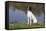 English Springer Spaniel at Edge of Pond and Reflections of Spring Foliage, Harvard-Lynn M^ Stone-Framed Stretched Canvas