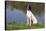 English Springer Spaniel at Edge of Pond and Reflections of Spring Foliage, Harvard-Lynn M^ Stone-Stretched Canvas