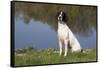 English Springer Spaniel at Edge of Pond and Reflections of Spring Foliage, Harvard-Lynn M^ Stone-Framed Stretched Canvas