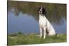 English Springer Spaniel at Edge of Pond and Reflections of Spring Foliage, Harvard-Lynn M^ Stone-Stretched Canvas