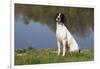 English Springer Spaniel at Edge of Pond and Reflections of Spring Foliage, Harvard-Lynn M^ Stone-Framed Photographic Print
