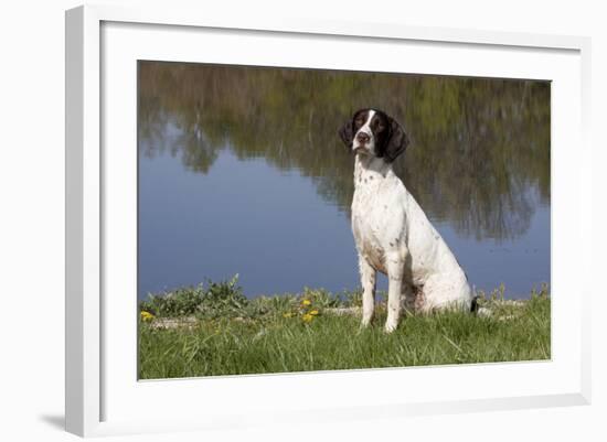 English Springer Spaniel at Edge of Pond and Reflections of Spring Foliage, Harvard-Lynn M^ Stone-Framed Photographic Print