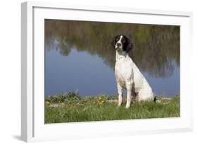 English Springer Spaniel at Edge of Pond and Reflections of Spring Foliage, Harvard-Lynn M^ Stone-Framed Photographic Print