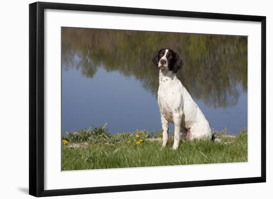 English Springer Spaniel at Edge of Pond and Reflections of Spring Foliage, Harvard-Lynn M^ Stone-Framed Photographic Print