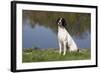 English Springer Spaniel at Edge of Pond and Reflections of Spring Foliage, Harvard-Lynn M^ Stone-Framed Photographic Print