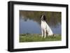 English Springer Spaniel at Edge of Pond and Reflections of Spring Foliage, Harvard-Lynn M^ Stone-Framed Photographic Print