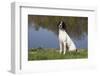 English Springer Spaniel at Edge of Pond and Reflections of Spring Foliage, Harvard-Lynn M^ Stone-Framed Photographic Print