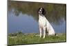 English Springer Spaniel at Edge of Pond and Reflections of Spring Foliage, Harvard-Lynn M^ Stone-Mounted Photographic Print