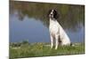 English Springer Spaniel at Edge of Pond and Reflections of Spring Foliage, Harvard-Lynn M^ Stone-Mounted Photographic Print
