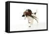 English Springer Spaniel Carrying Pheasant in Mouth-null-Framed Stretched Canvas