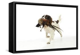 English Springer Spaniel Carrying Pheasant in Mouth-null-Framed Stretched Canvas