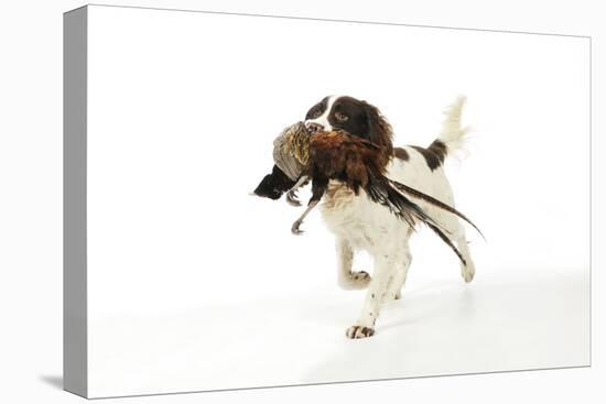 English Springer Spaniel Carrying Pheasant in Mouth-null-Stretched Canvas