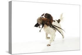 English Springer Spaniel Carrying Pheasant in Mouth-null-Stretched Canvas