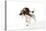 English Springer Spaniel Carrying Pheasant in Mouth-null-Stretched Canvas