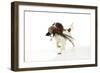 English Springer Spaniel Carrying Pheasant in Mouth-null-Framed Photographic Print