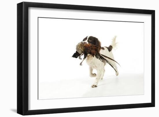 English Springer Spaniel Carrying Pheasant in Mouth-null-Framed Photographic Print